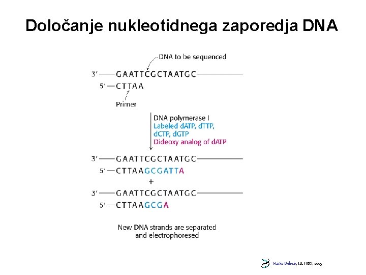 Določanje nukleotidnega zaporedja DNA Marko Dolinar, UL FKKT, 2005 