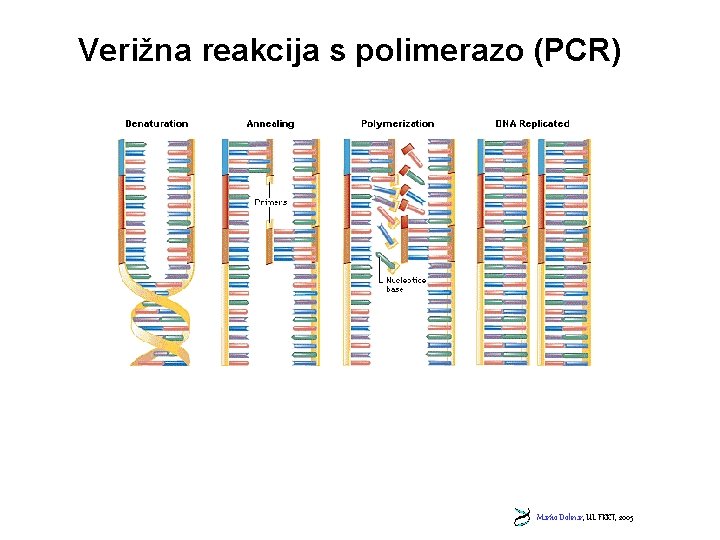 Verižna reakcija s polimerazo (PCR) Marko Dolinar, UL FKKT, 2005 