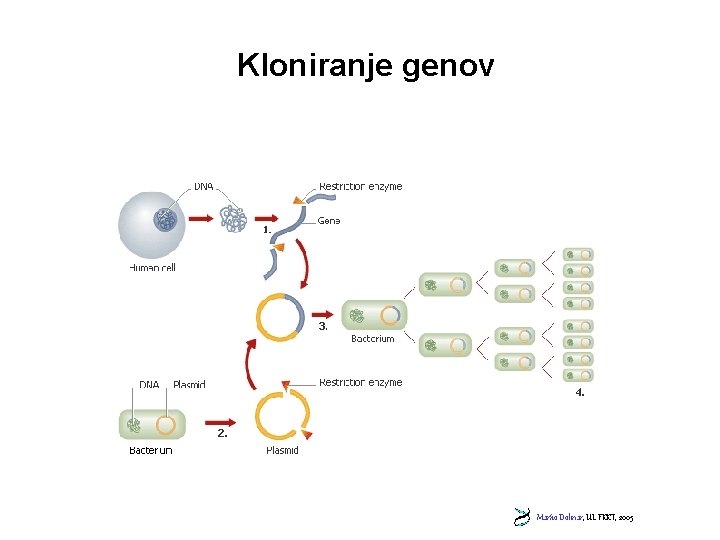 Kloniranje genov Marko Dolinar, UL FKKT, 2005 