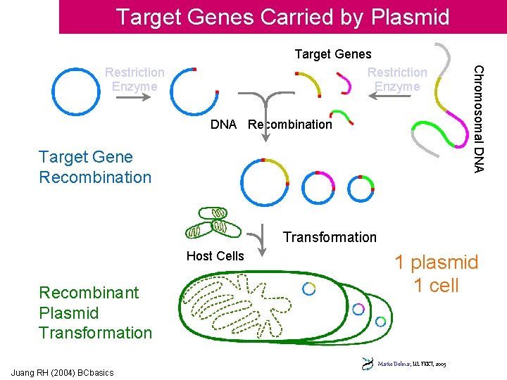 Target Genes Carried by Plasmid Restriction Enzyme DNA Recombination Target Gene Recombination Chromosomal DNA