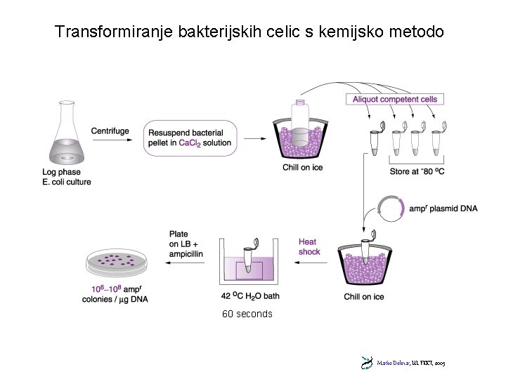 Transformiranje bakterijskih celic s kemijsko metodo 60 seconds Marko Dolinar, UL FKKT, 2005 