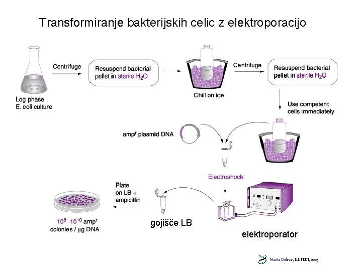 Transformiranje bakterijskih celic z elektroporacijo gojišče LB elektroporator Marko Dolinar, UL FKKT, 2005 
