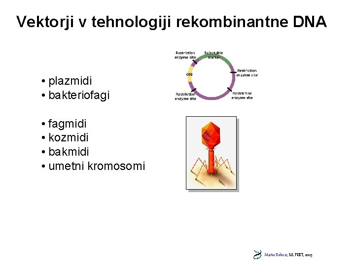 Vektorji v tehnologiji rekombinantne DNA • plazmidi • bakteriofagi • fagmidi • kozmidi •
