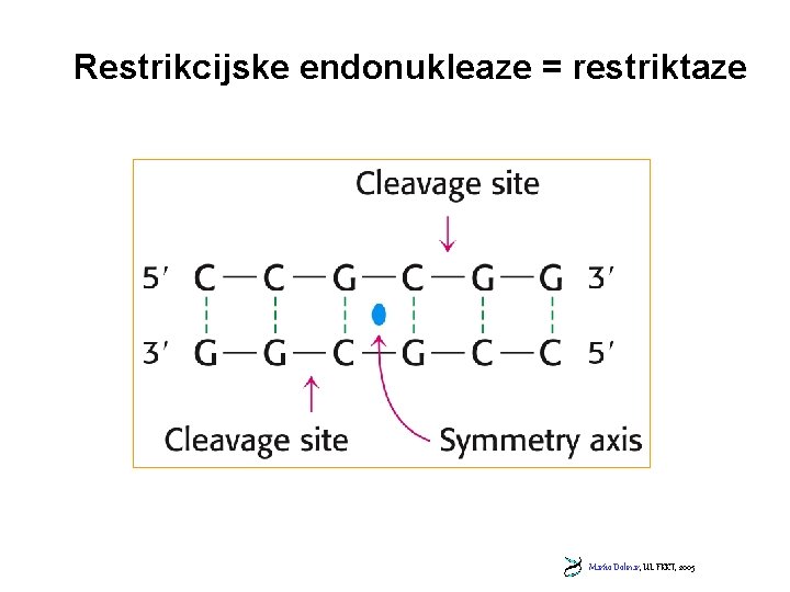 Restrikcijske endonukleaze = restriktaze Marko Dolinar, UL FKKT, 2005 