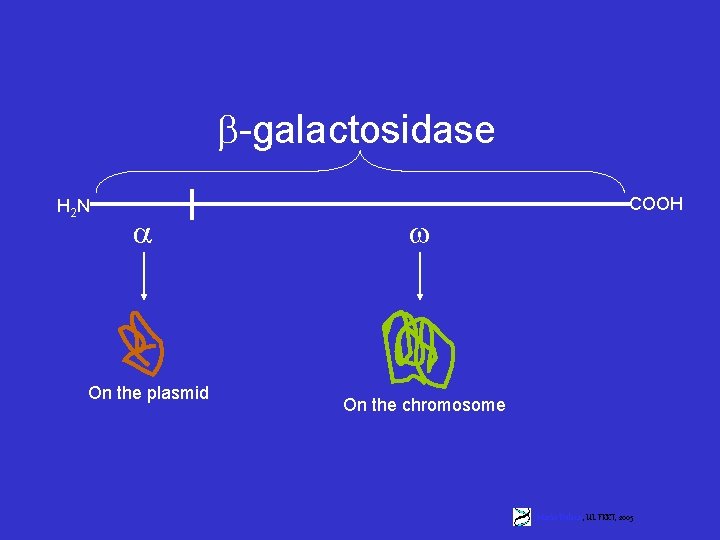  -galactosidase H 2 N On the plasmid COOH On the chromosome Marko Dolinar,