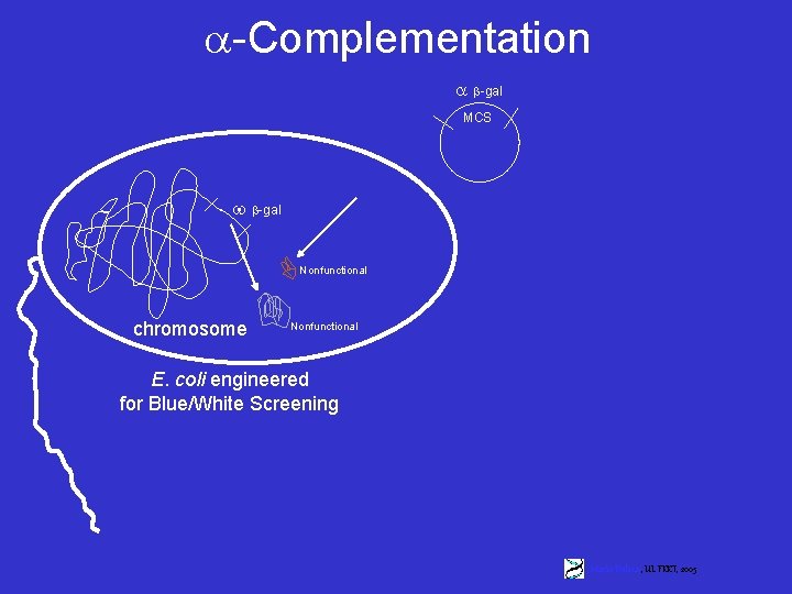  -Complementation -gal MCS -gal Nonfunctional chromosome Nonfunctional E. coli engineered for Blue/White Screening