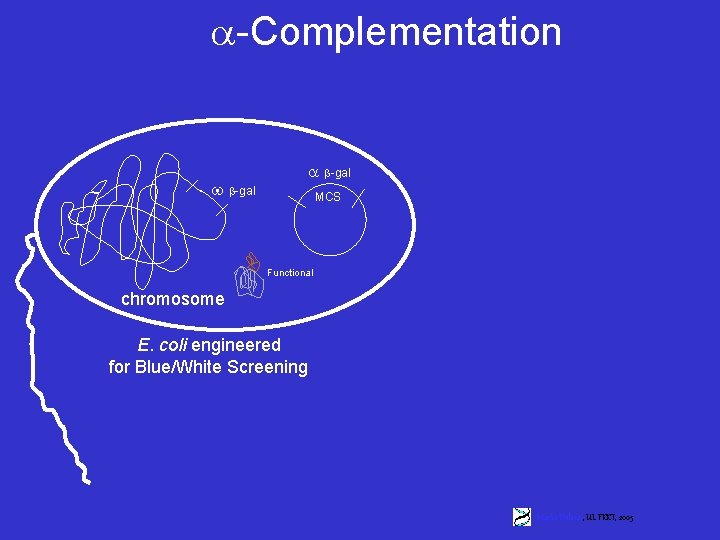  -Complementation -gal MCS Functional chromosome E. coli engineered for Blue/White Screening Marko Dolinar,