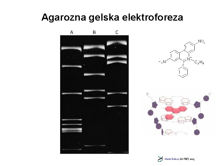 Agarozna gelska elektroforeza Marko Dolinar, UL FKKT, 2005 