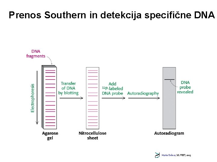 Prenos Southern in detekcija specifične DNA Marko Dolinar, UL FKKT, 2005 