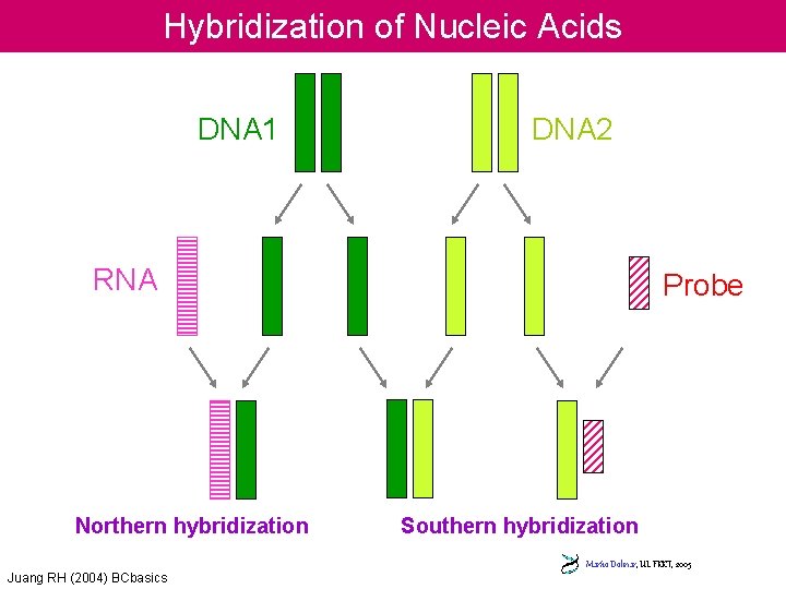 Hybridization of Nucleic Acids DNA 1 DNA 2 RNA Northern hybridization Juang RH (2004)