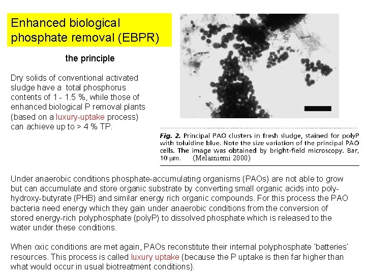 Enhanced biological phosphate removal (EBPR) the principle Dry solids of conventional activated sludge have