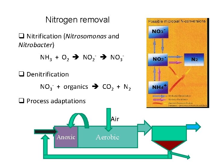 Nitrogen removal q Nitrification (Nitrosomonas and Nitrobacter) NH 3 + O 2 NO 2