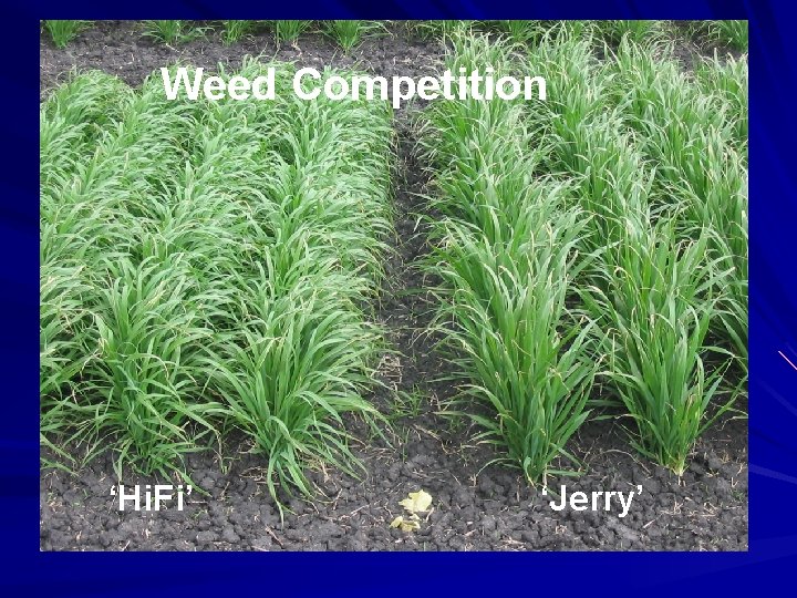 Weed Competition ‘Hi. Fi’ ‘Jerry’ 