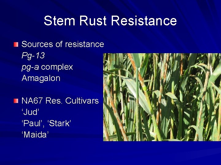 Stem Rust Resistance Sources of resistance Pg-13 pg-a complex Amagalon NA 67 Res. Cultivars