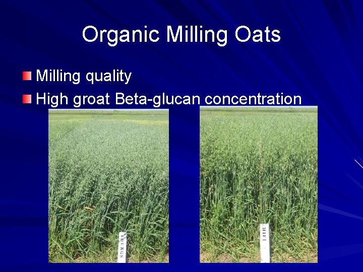 Organic Milling Oats Milling quality High groat Beta-glucan concentration 