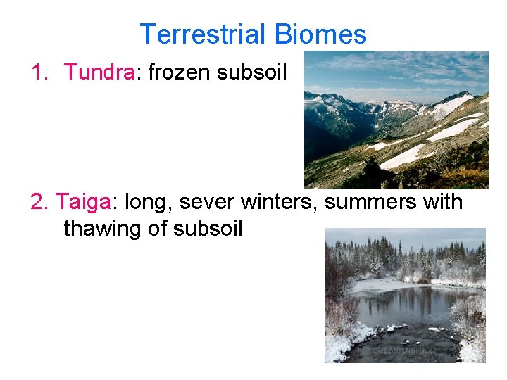 Terrestrial Biomes 1. Tundra: frozen subsoil 2. Taiga: long, sever winters, summers with thawing
