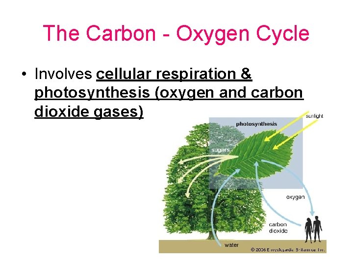 The Carbon - Oxygen Cycle • Involves cellular respiration & photosynthesis (oxygen and carbon