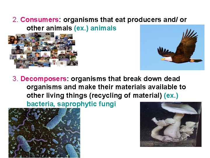 2. Consumers: organisms that eat producers and/ or other animals (ex. ) animals 3.