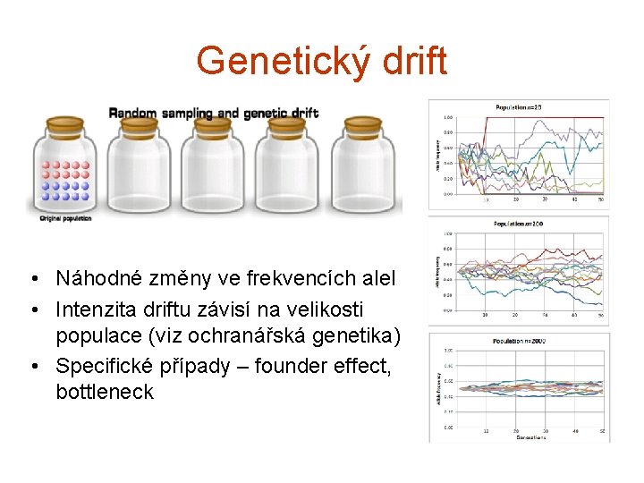 Genetický drift • Náhodné změny ve frekvencích alel • Intenzita driftu závisí na velikosti
