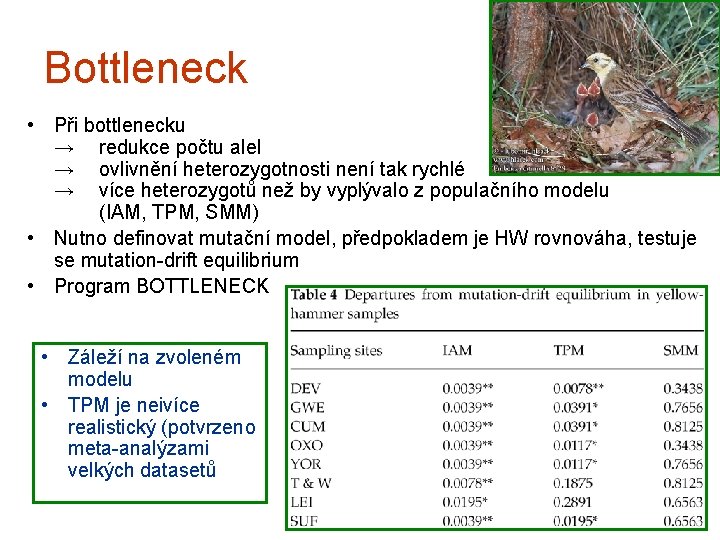 Bottleneck • Při bottlenecku → redukce počtu alel → ovlivnění heterozygotnosti není tak rychlé