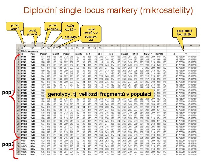 Diploidní single-locus markery (mikrosatelity) počet lokusů pop 1 pop 2 počet jedinců počet populací