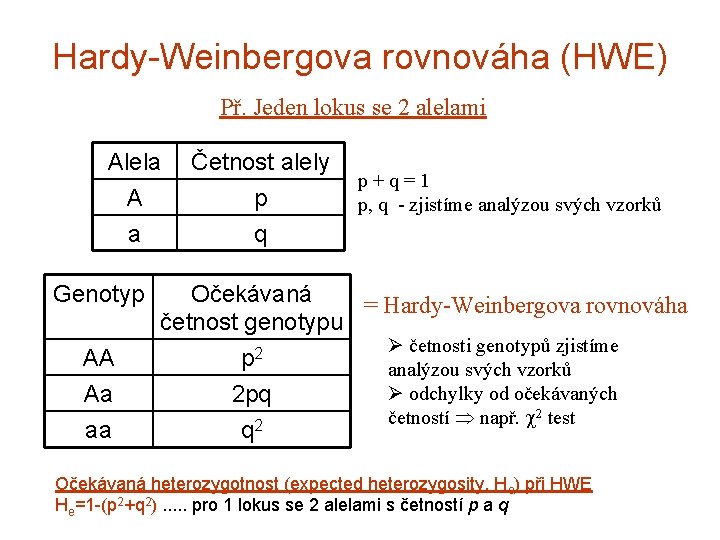 Hardy-Weinbergova rovnováha (HWE) Př. Jeden lokus se 2 alelami Alela A a Genotyp AA
