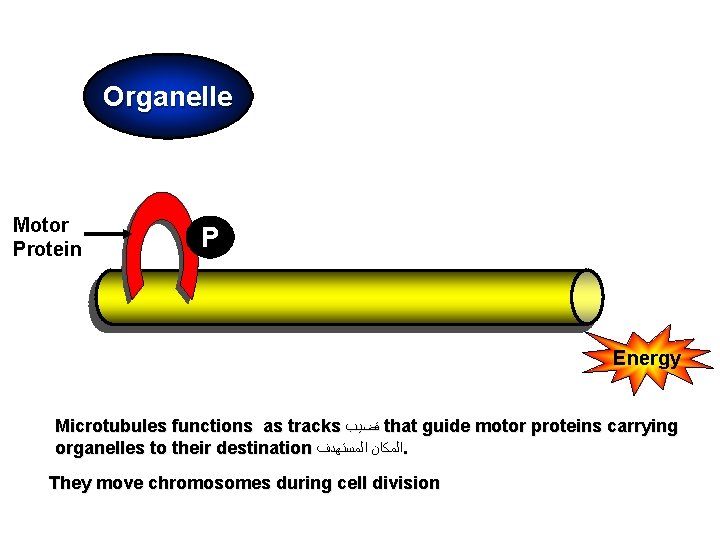 Organelle Motor Protein P Energy Microtubules functions as tracks ﻗﻀﻴﺐ that guide motor proteins