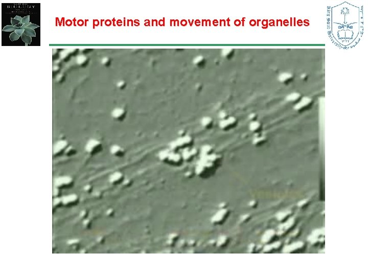 Motor proteins and movement of organelles 