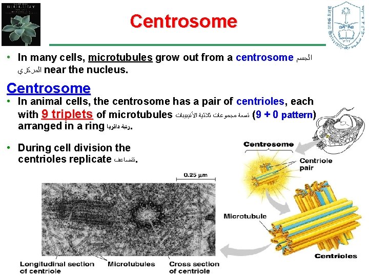 Centrosome • In many cells, microtubules grow out from a centrosome ﺍﻟﺠﺴﻢ ﺍﻟﻤﺮﻛﺰﻱ near