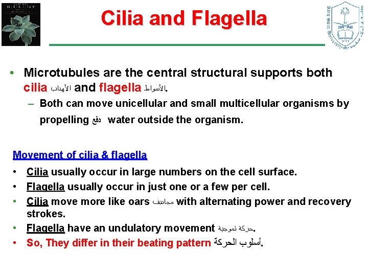 Cilia and Flagella • Microtubules are the central structural supports both cilia ﺍﻷﻬﺪﺍﺏ and