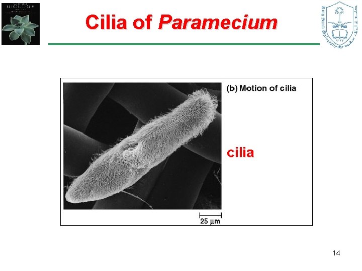 Cilia of Paramecium cilia 14 