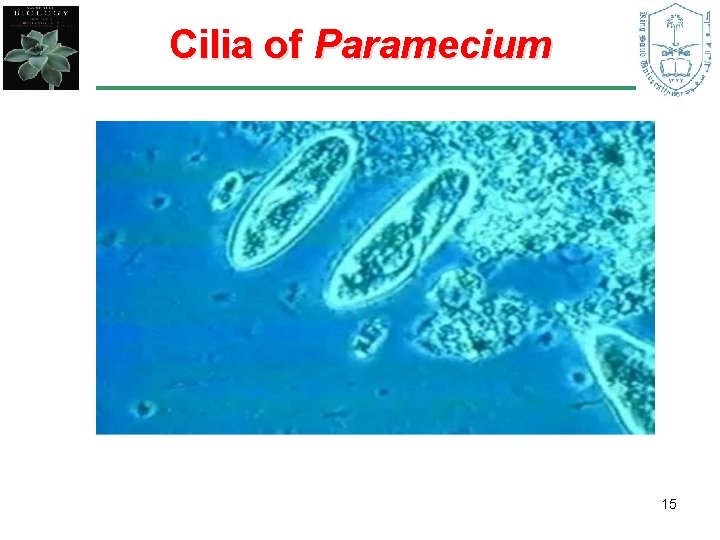 Cilia of Paramecium 15 