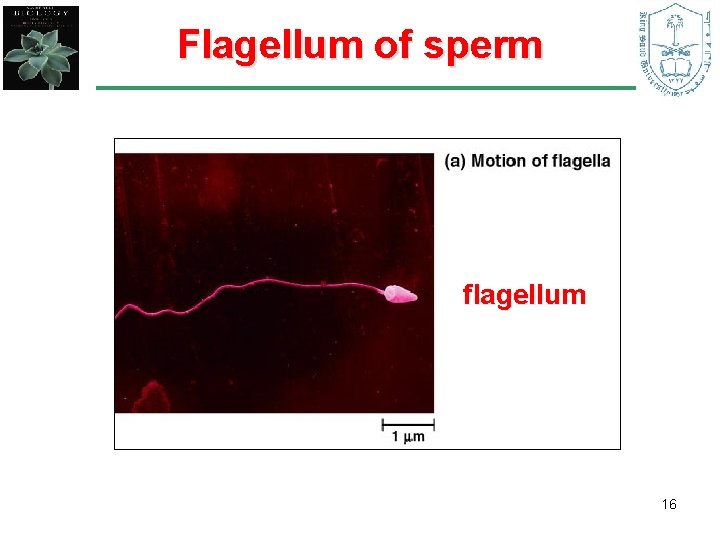 Flagellum of sperm flagellum 16 