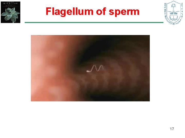 Flagellum of sperm 17 