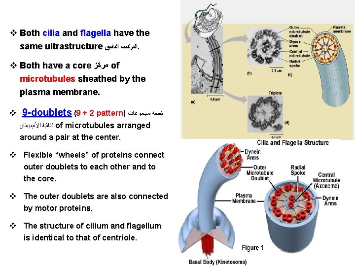 v Both cilia and flagella have the same ultrastructure ﺍﻟﺘﺮﻛﻴﺐ ﺍﻟﺪﻗﻴﻖ. v Both have
