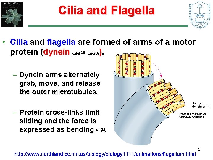 Cilia and Flagella • Cilia and flagella are formed of arms of a motor