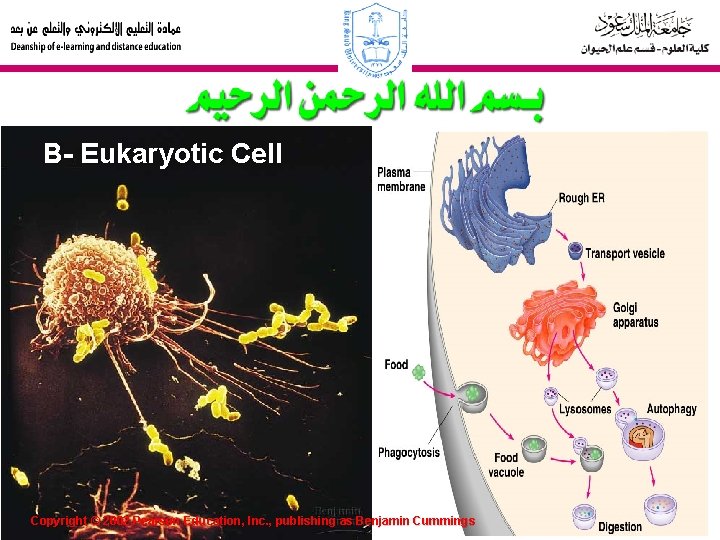 B- Eukaryotic Cell Copyright © 2002 Pearson Education, Inc. , publishing as Benjamin Cummings