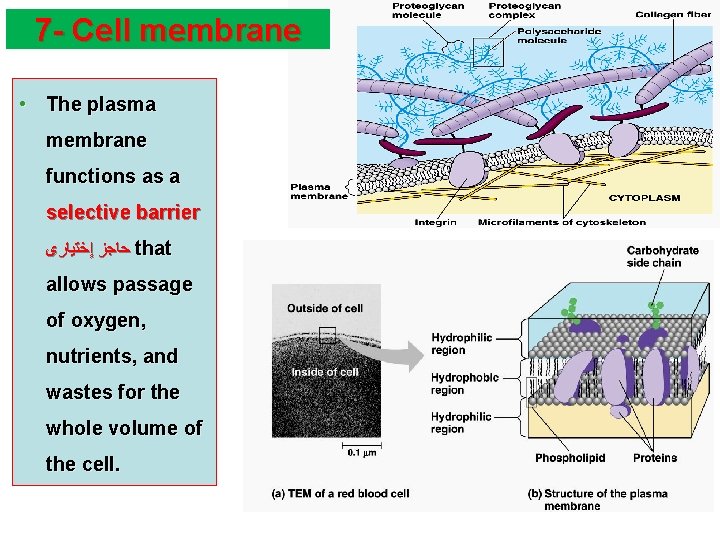 7 - Cell membrane • The plasma membrane functions as a selective barrier ﺣﺎﺟﺰ