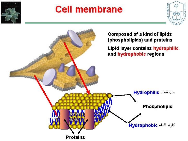 Cell membrane Composed of a kind of lipids (phospholipids) and proteins Lipid layer contains
