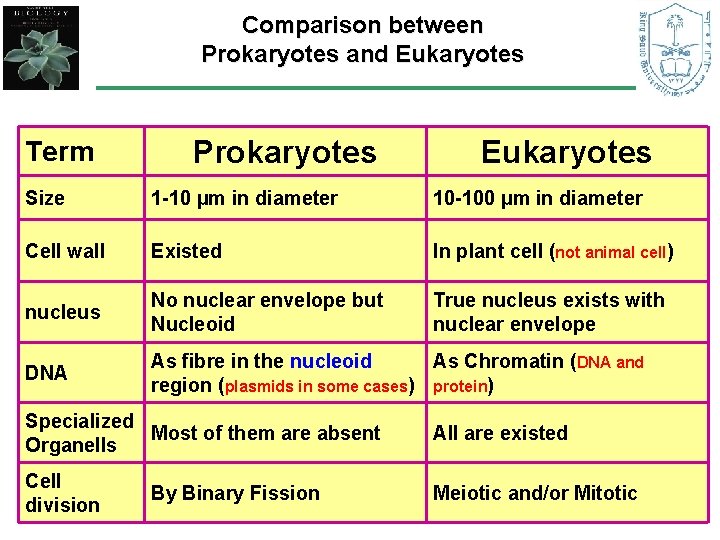 Comparison between Prokaryotes and Eukaryotes Term Prokaryotes Eukaryotes Size 1 -10 µm in diameter