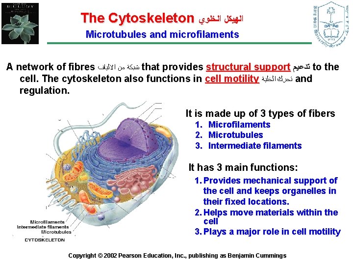 The Cytoskeleton ﺍﻟﻬﻴﻜﻞ ﺍﻟﺨﻠﻮﻱ Microtubules and microfilaments A network of fibres ﺷﺒﻜﺔ ﻣﻦ ﺍﻻﻟﻴﺎﻑ