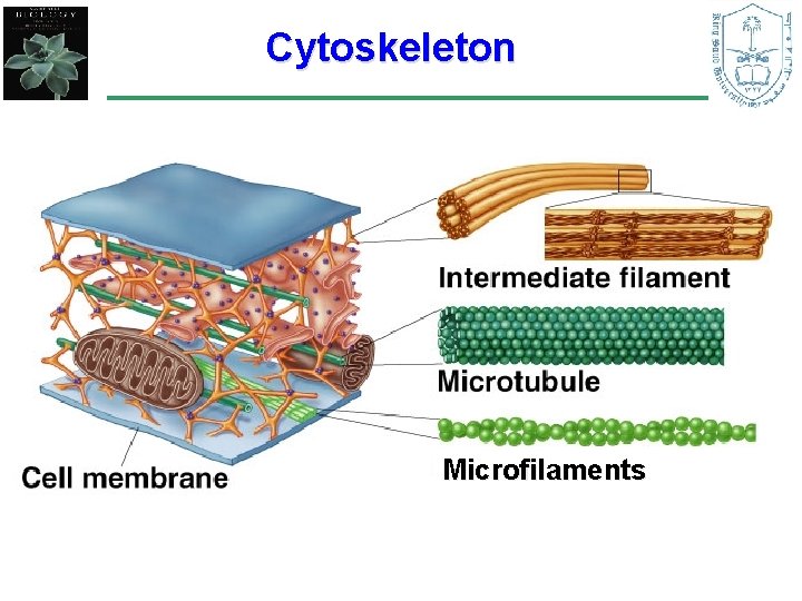 Cytoskeleton Microfilaments 