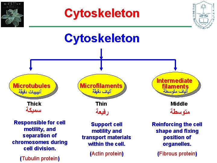 Cytoskeleton Microtubules ﺃﻨﻴﺒﻴﺒﺎﺕ ﺩﻗﻴﻘﺔ Thick ﺳﻤﻴﻜﺔ Responsible for cell motility, and separation of chromosomes