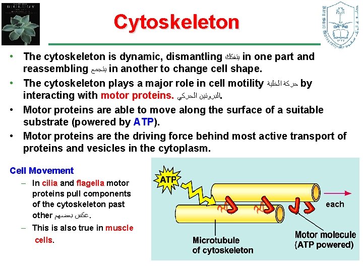 Cytoskeleton • The cytoskeleton is dynamic, dismantling ﻳﺘﻔﻜﻚ in one part and reassembling ﻳﺘﺠﻤﻊ