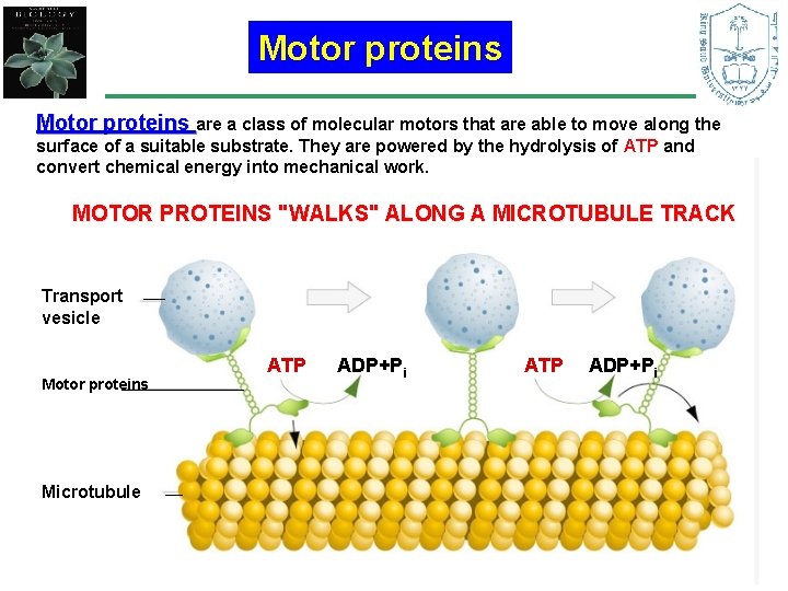 Motor proteins are a class of molecular motors that are able to move along