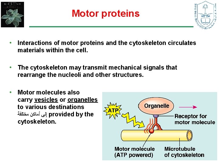 Motor proteins • Interactions of motor proteins and the cytoskeleton circulates materials within the