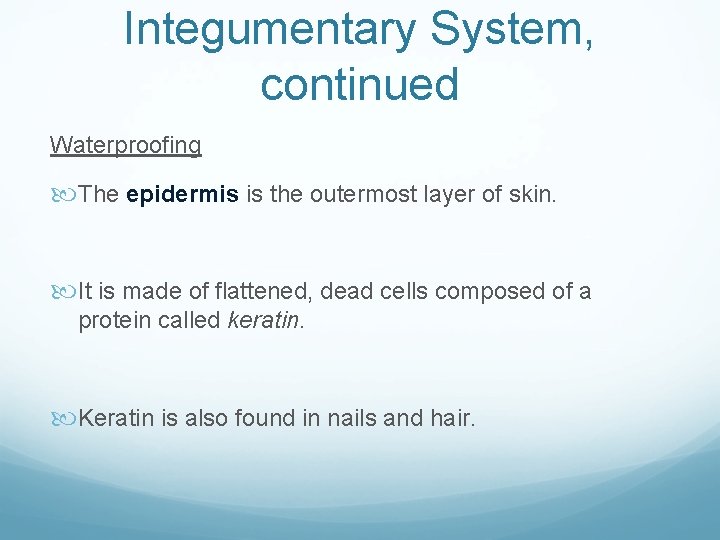 Integumentary System, continued Waterproofing The epidermis is the outermost layer of skin. It is