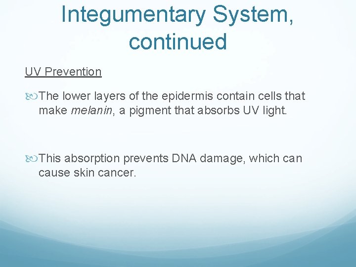 Integumentary System, continued UV Prevention The lower layers of the epidermis contain cells that