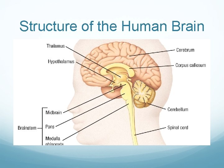 Structure of the Human Brain 