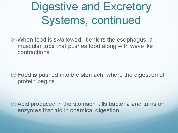 Digestive and Excretory Systems, continued When food is swallowed, it enters the esophagus, a